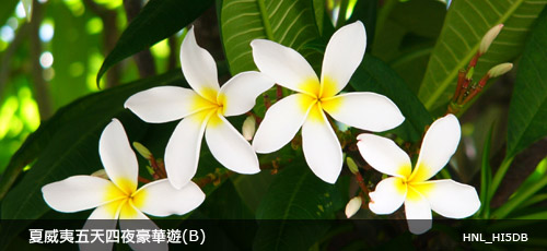 Hawaii 5 Days (B) Hawaii 5 Days (B)