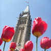 Ottawa Tulip Festival 2 Days (BOS)
