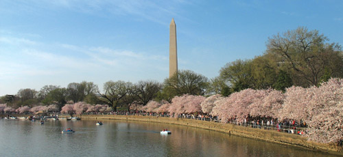 DC Cherry Blossom Festival 3 Days